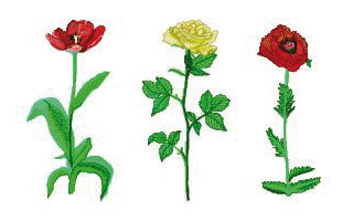 Flora